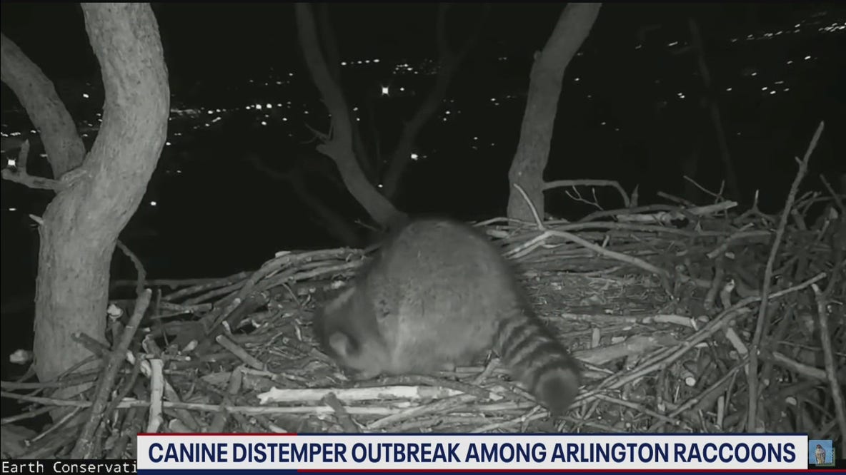Canine distemper concerns prompt Arlington raccoon warning